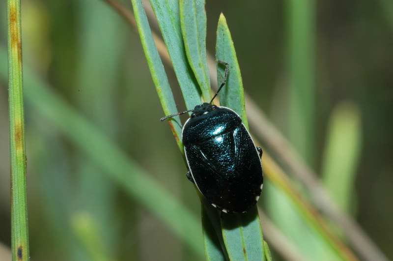 Quale Eurydema? No, Cydnidae...