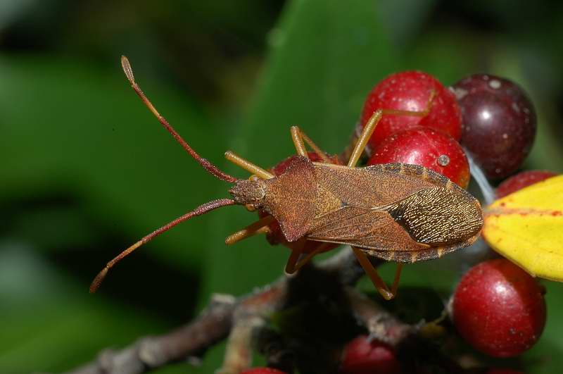 Gonocerus acuteangulatus &  insidiator (Het. Coreidae)