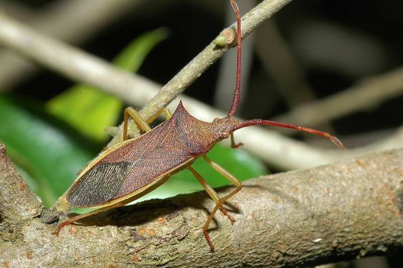 Gonocerus acuteangulatus &  insidiator (Het. Coreidae)