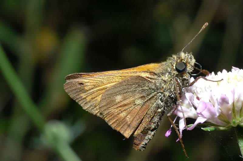 Ochlodes sylvanus