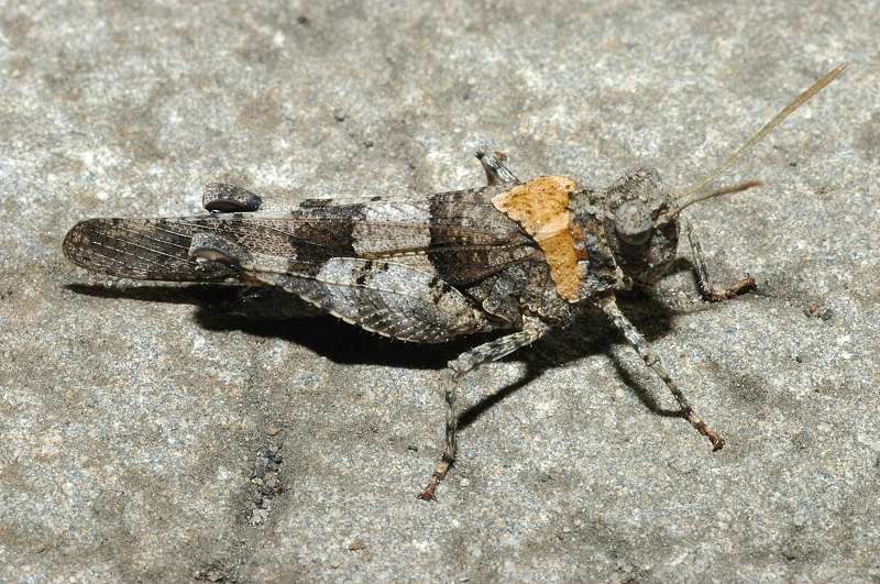 Due ortotteri: Aiolopus thalassinus e Oedipoda sp.