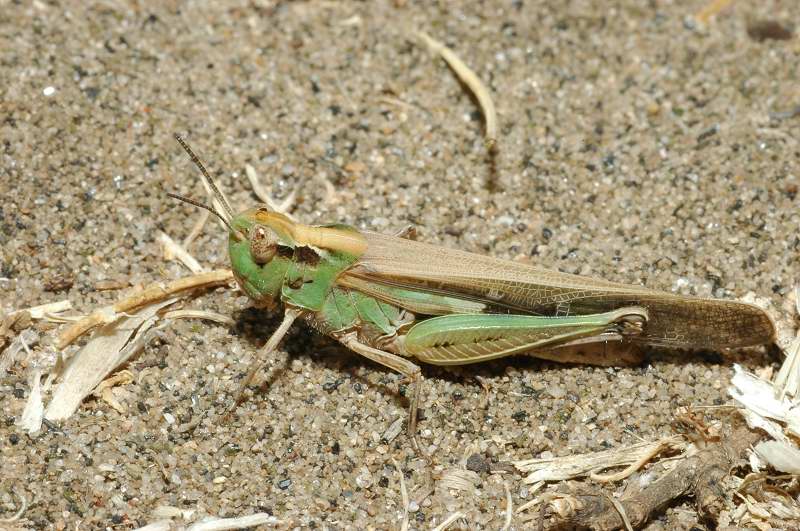 Due ortotteri: Aiolopus thalassinus e Oedipoda sp.