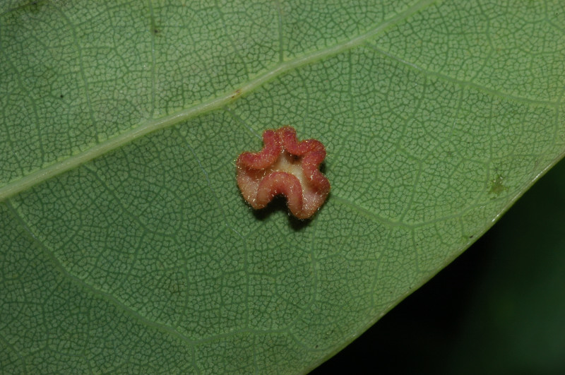 Galla Neuroterus quercusbaccarum