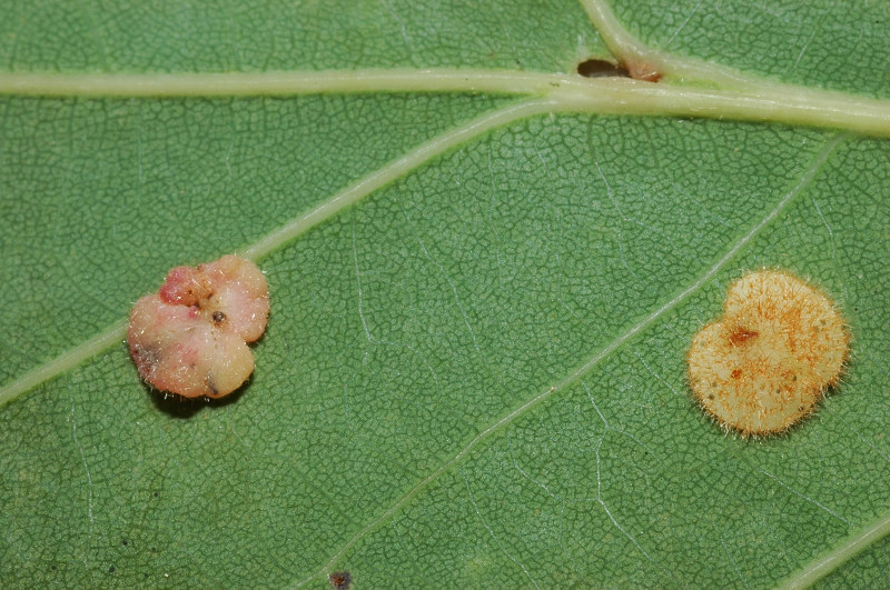 Galla Neuroterus quercusbaccarum