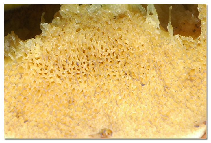 I funghi della Pineta di Procoio