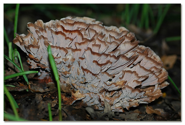 Piccola escursione in bosco di pianura