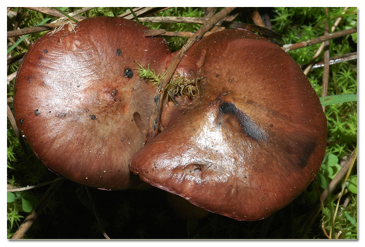 I funghi della Pineta di Procoio