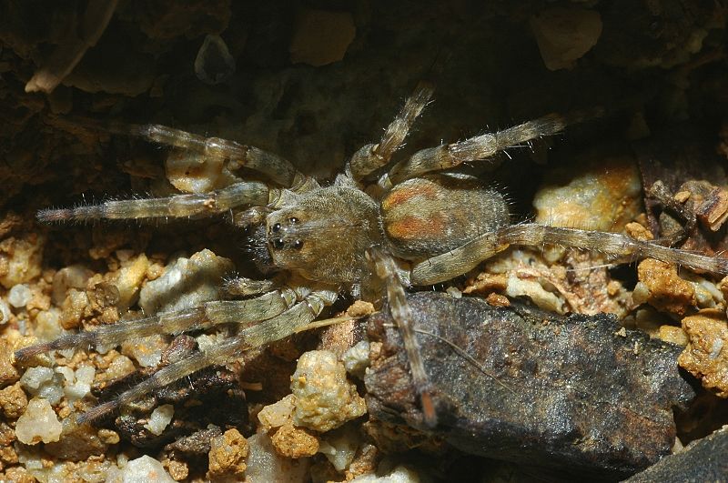 Hogna radiata e Arctosa sp.