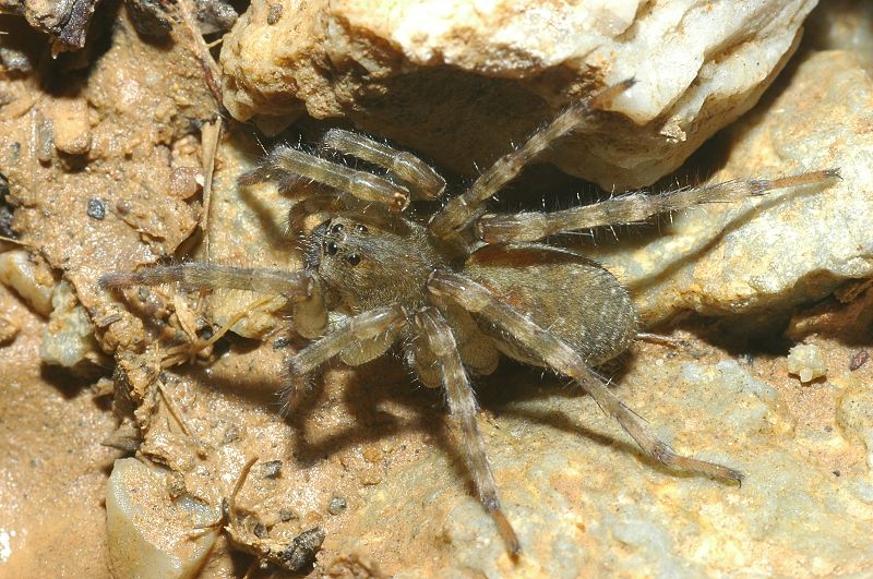 Hogna radiata e Arctosa sp.