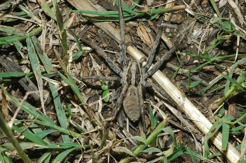 Hogna radiata e Arctosa sp.