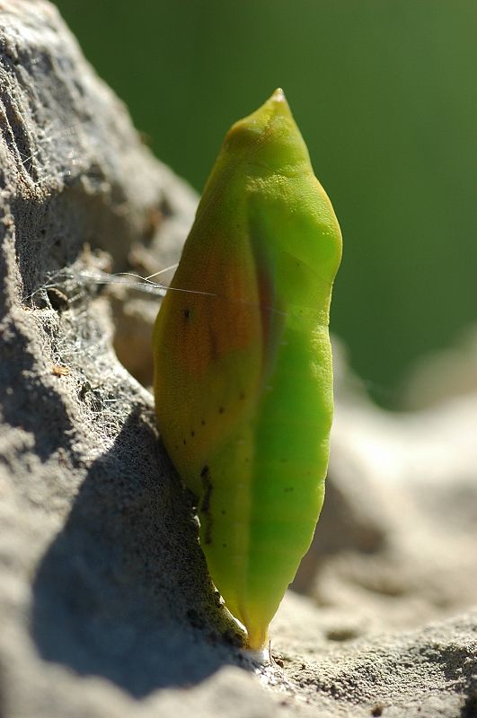 Crisalide di Colias crocea (femmina)