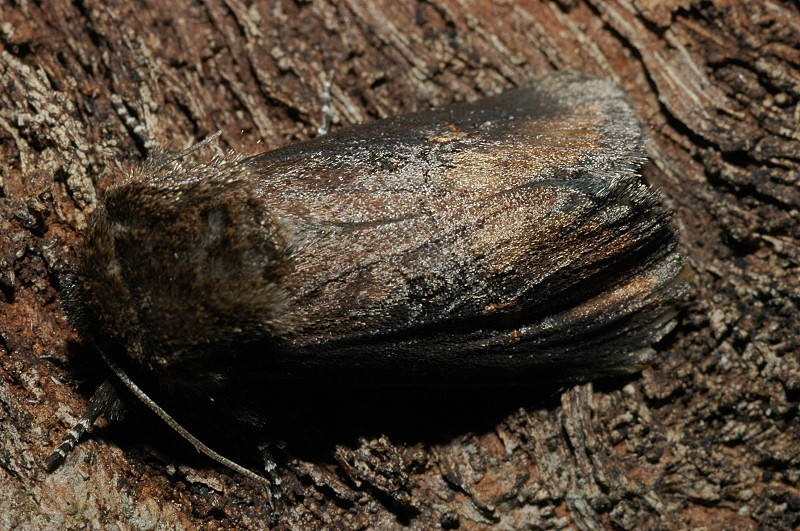 Bruchi di Brithys crini sul Pancratium maritimum