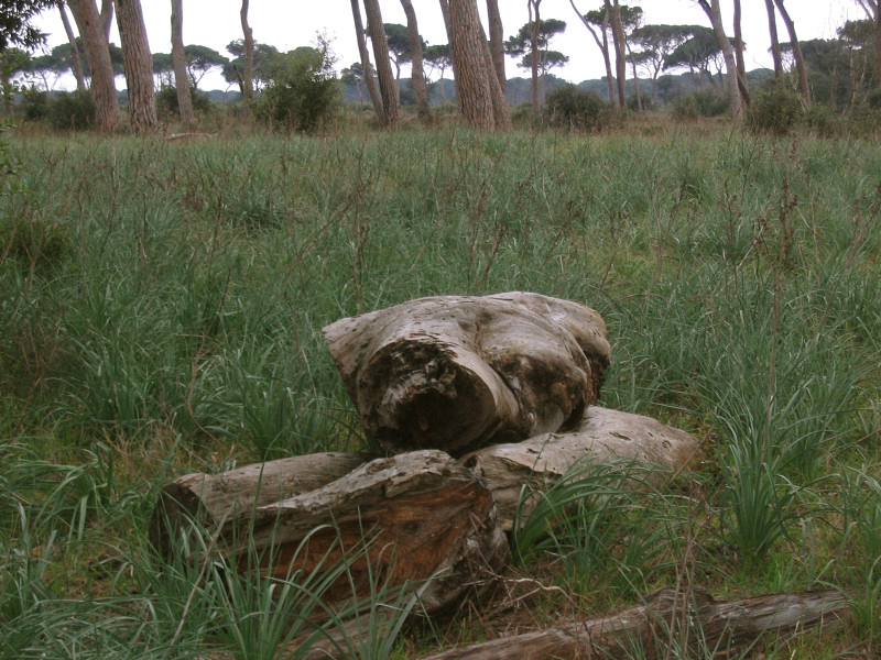 Limax del corsicus-gruppo da Ostia (RM)