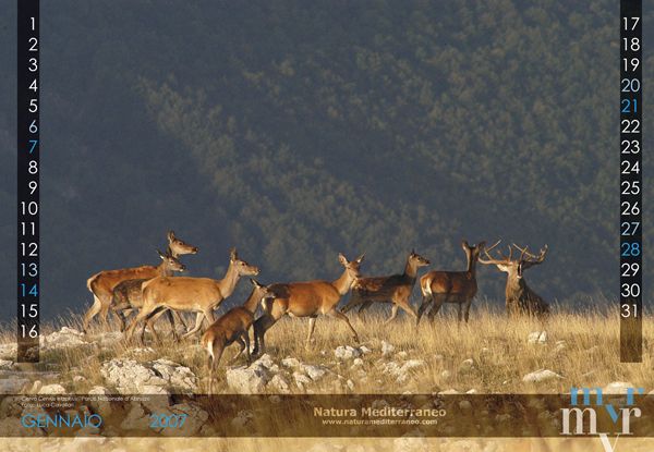 CALENDARIO DI NATURA MEDITERRANEO 2007