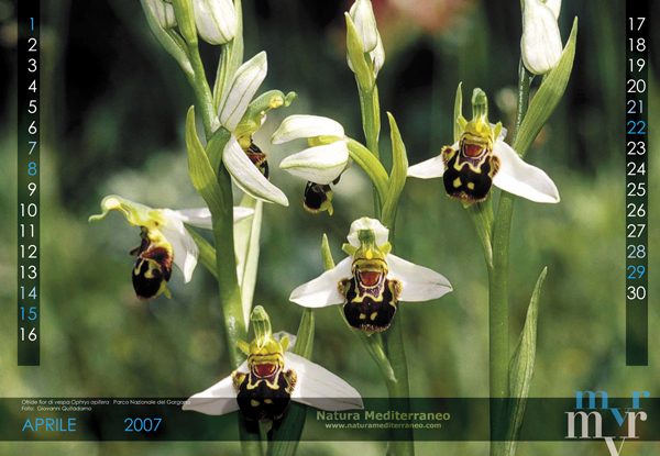 CALENDARIO DI NATURA MEDITERRANEO 2007