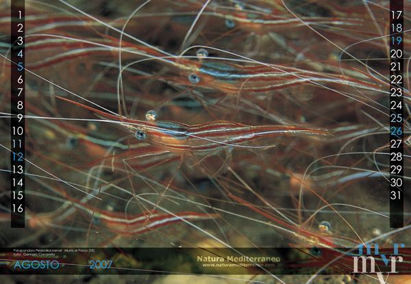 CALENDARIO DI NATURA MEDITERRANEO 2007