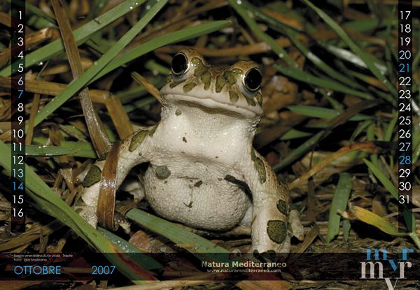 CALENDARIO DI NATURA MEDITERRANEO 2007