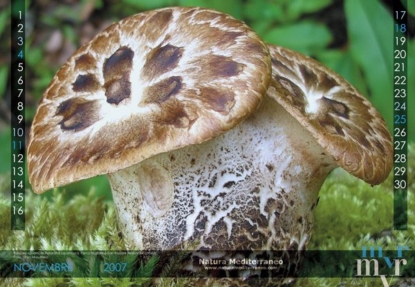 CALENDARIO DI NATURA MEDITERRANEO 2007