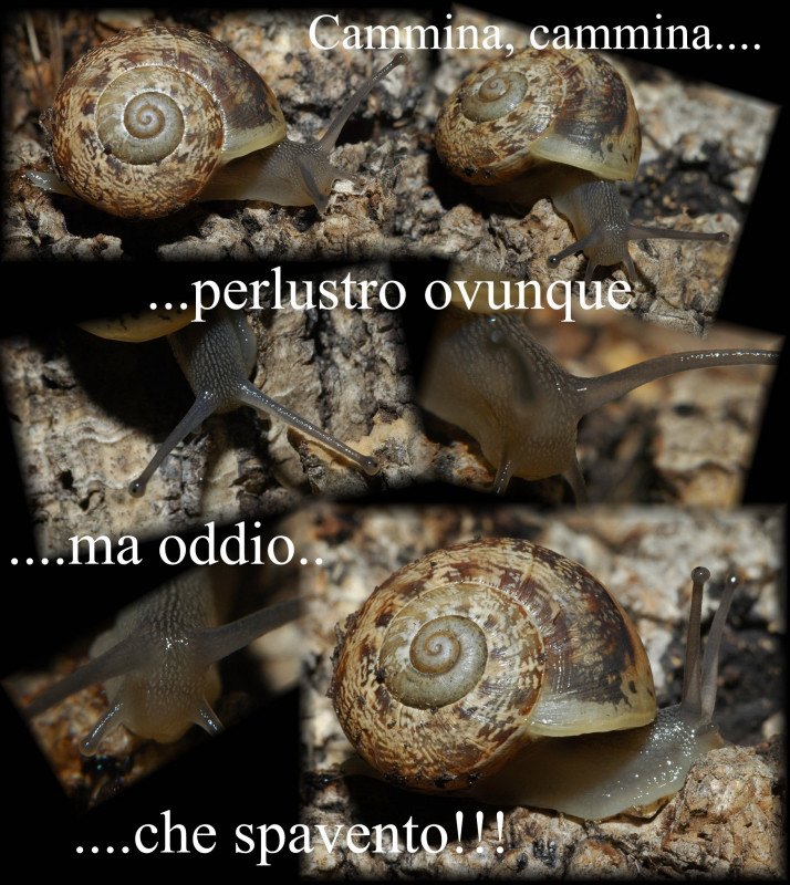 Chi l''ha fatto?