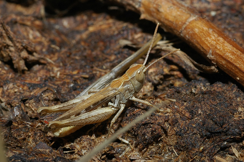 Oedipoda germanica e Pezotettix giornai