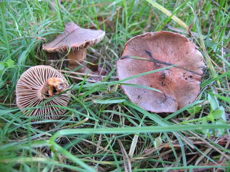 MicoQuiz Funghi Dicembrini (Parte prima)