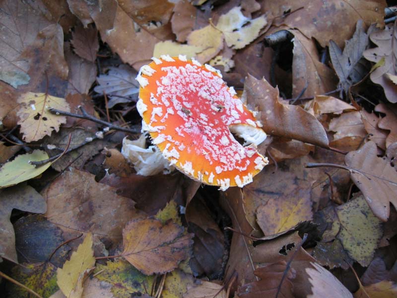 MicoQuiz Funghi Dicembrini (Parte prima)