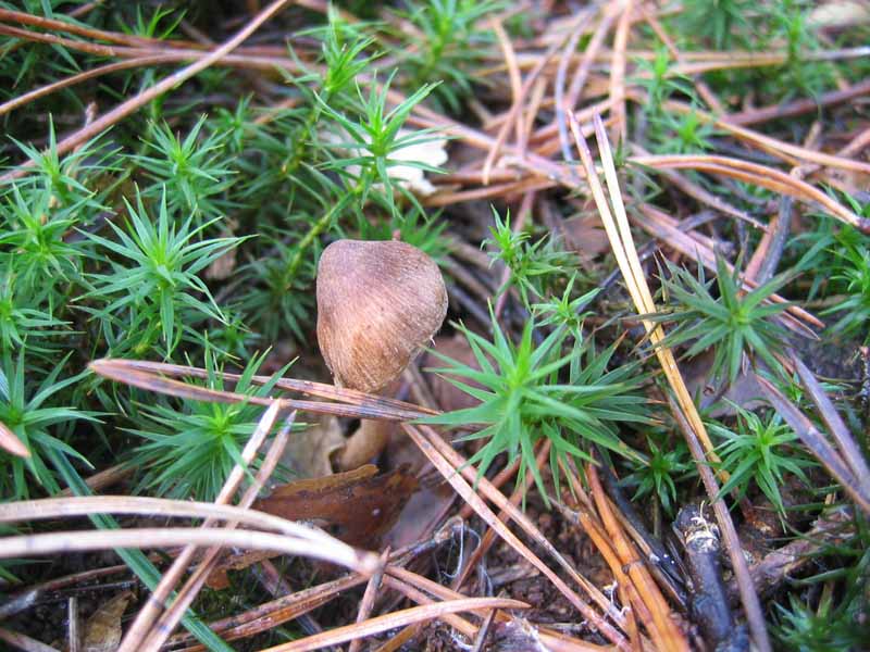 MicoQuiz Funghi Dicembrini (Parte seconda)