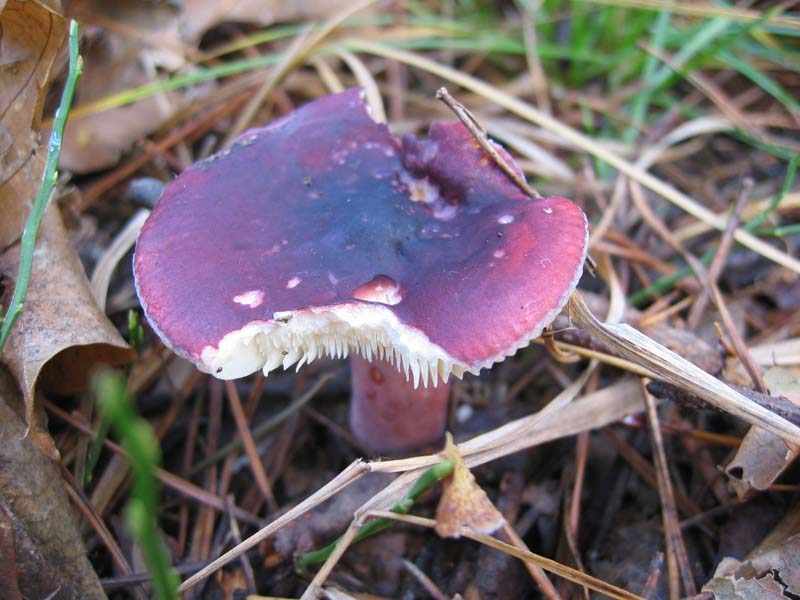 MicoQuiz Funghi Dicembrini (Parte seconda)