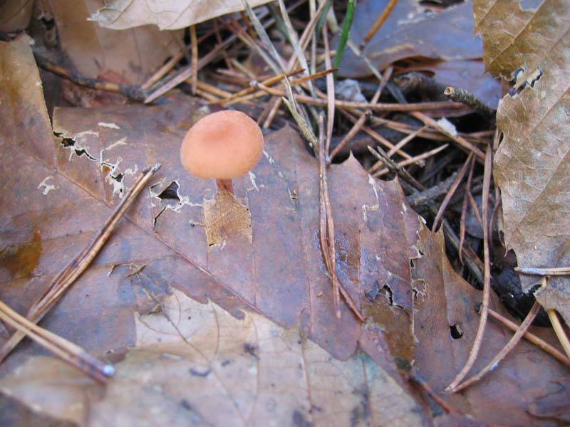 MicoQuiz Funghi Dicembrini (Parte seconda)