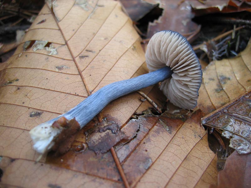 MicoQuiz Funghi Dicembrini (Parte seconda)