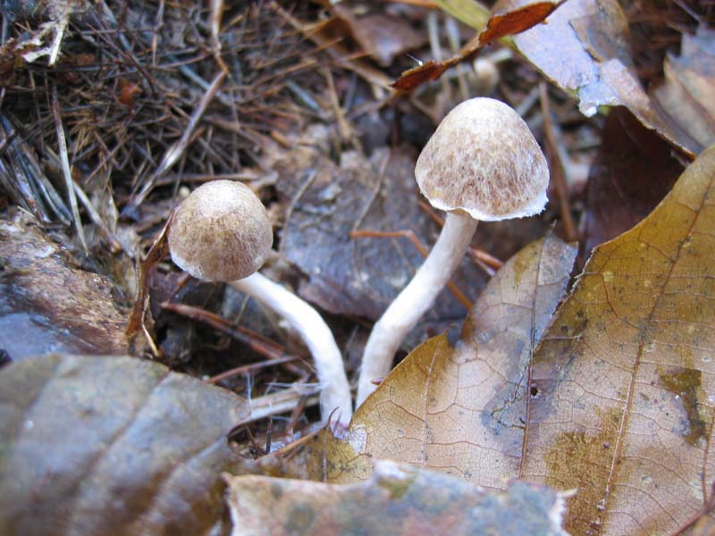 MicoQuiz Funghi Dicembrini (Parte seconda)