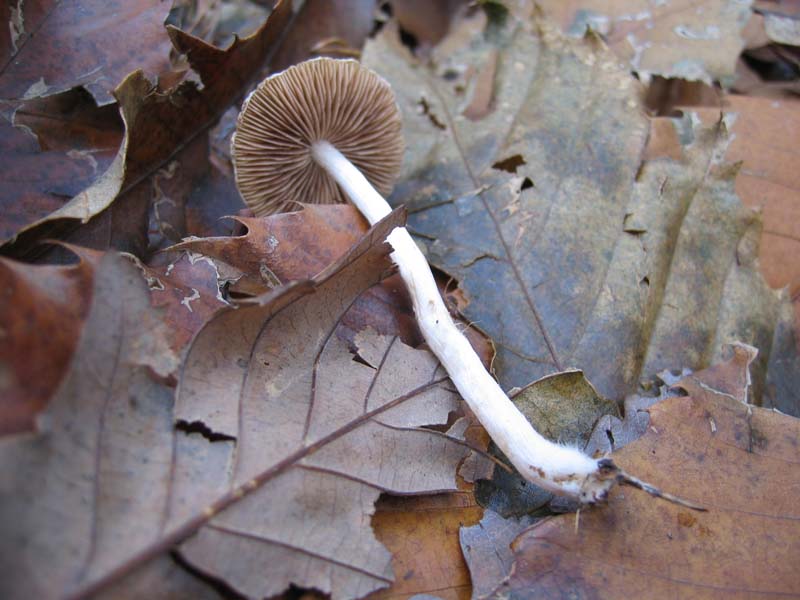 MicoQuiz Funghi Dicembrini (Parte seconda)