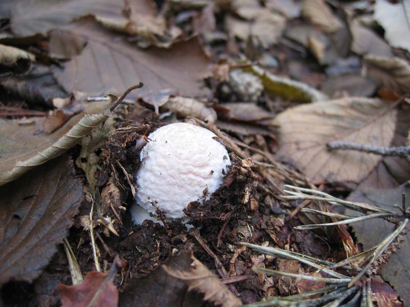 MicoQuiz Funghi Dicembrini (Parte seconda)