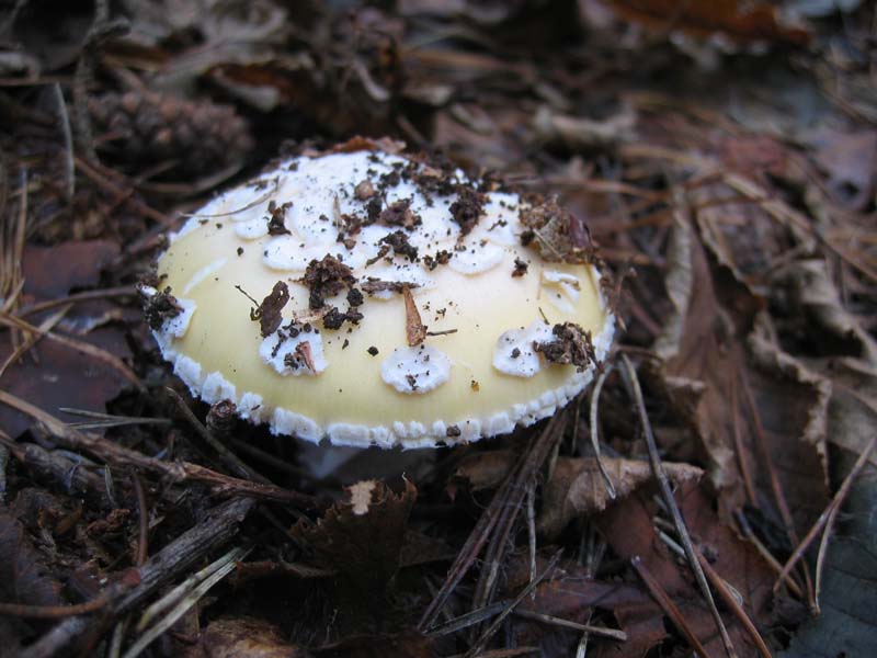 MicoQuiz Funghi Dicembrini (Parte seconda)