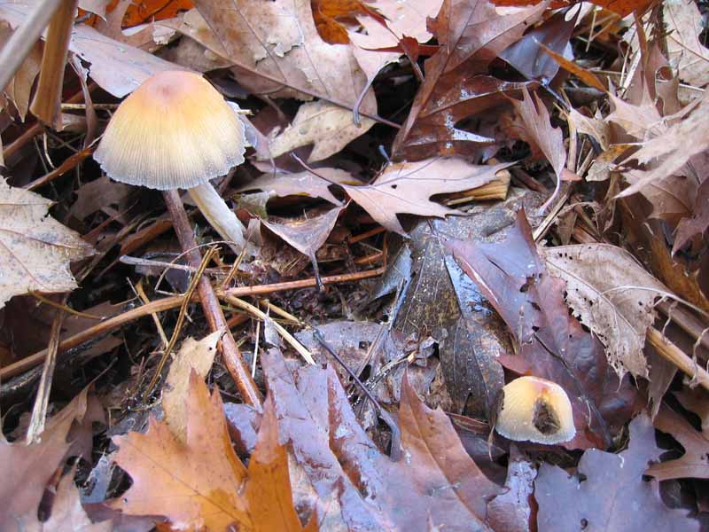 MicoQuiz Funghi Dicembrini (Parte seconda)