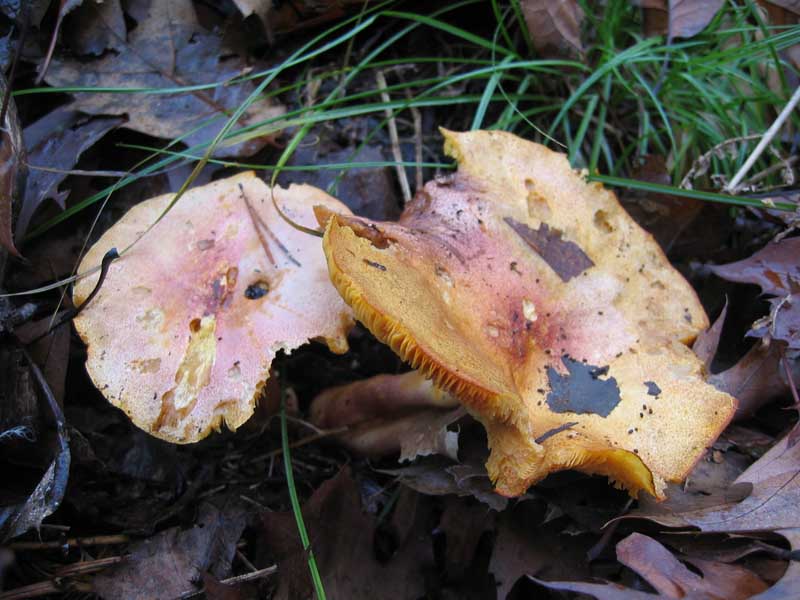 MicoQuiz Funghi Dicembrini (Parte seconda)