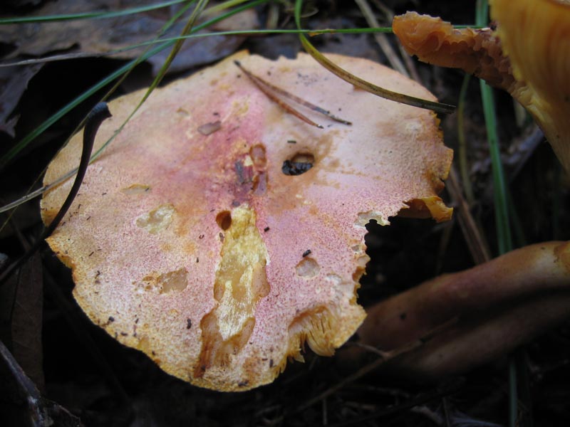 MicoQuiz Funghi Dicembrini (Parte seconda)