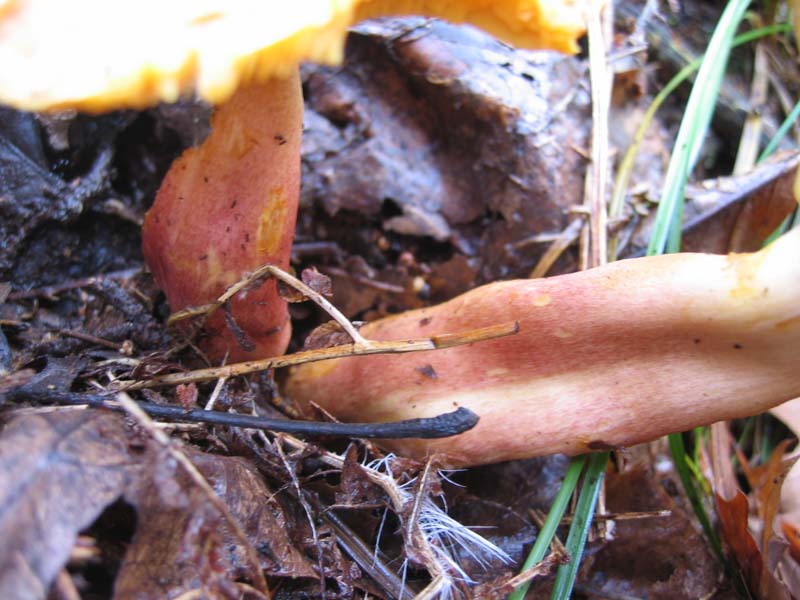 MicoQuiz Funghi Dicembrini (Parte seconda)