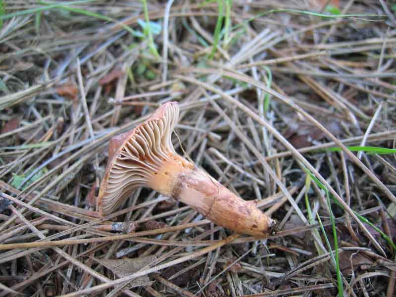 MicoQuiz Funghi Dicembrini (Parte prima)