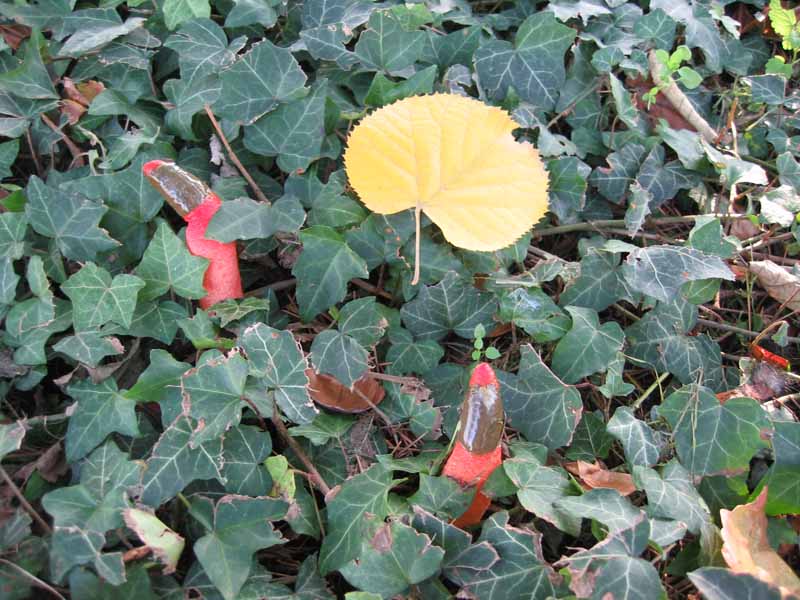 MicoQuiz Funghi Dicembrini (Parte prima)