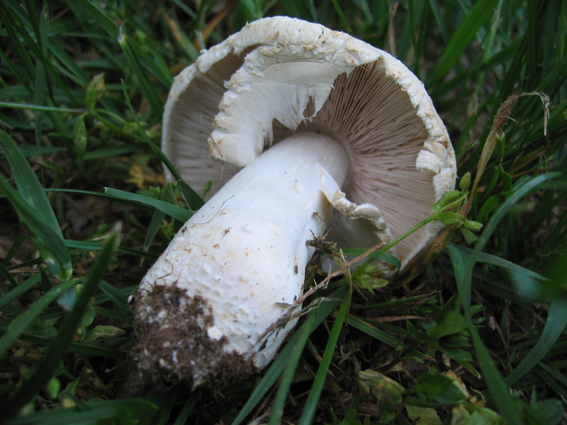 Agaricus osecanus