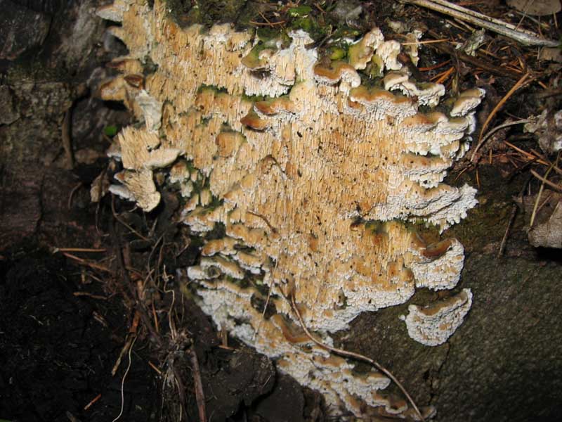 Oxyporus latemarginatus