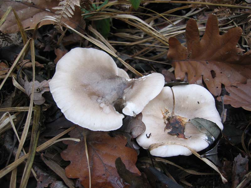 MicoQuiz Funghi Dicembrini (Parte seconda)