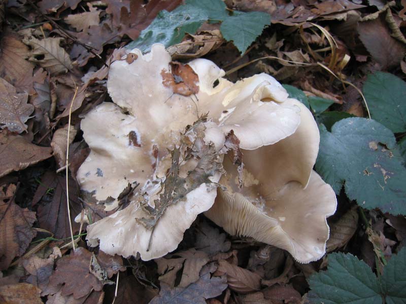 MicoQuiz Funghi Dicembrini (Parte seconda)