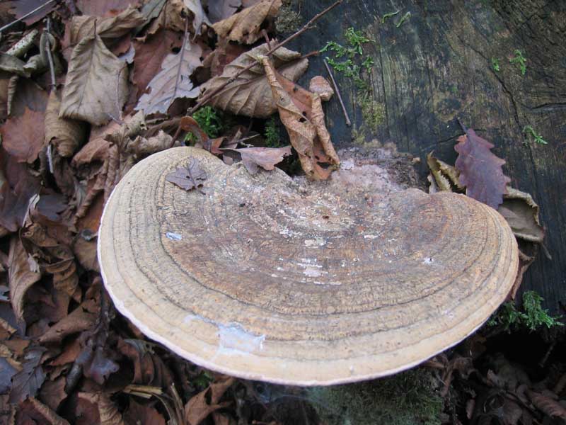 MicoQuiz Funghi Dicembrini (Parte terza)