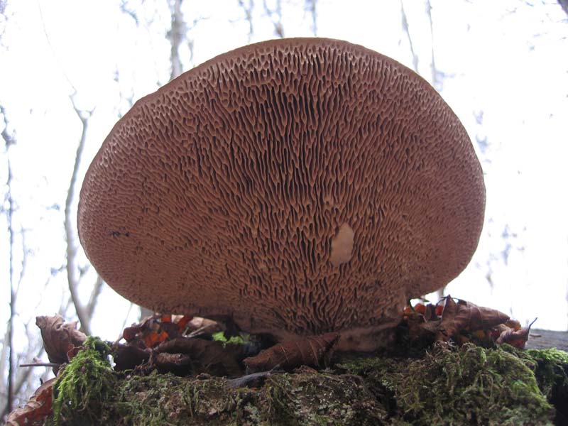 MicoQuiz Funghi Dicembrini (Parte terza)