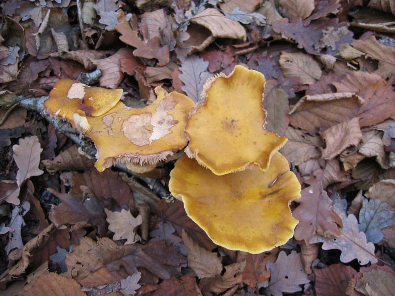 MicoQuiz Funghi Dicembrini (Parte terza)