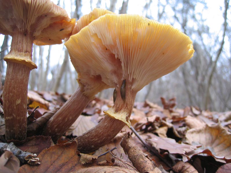 MicoQuiz Funghi Dicembrini (Parte terza)