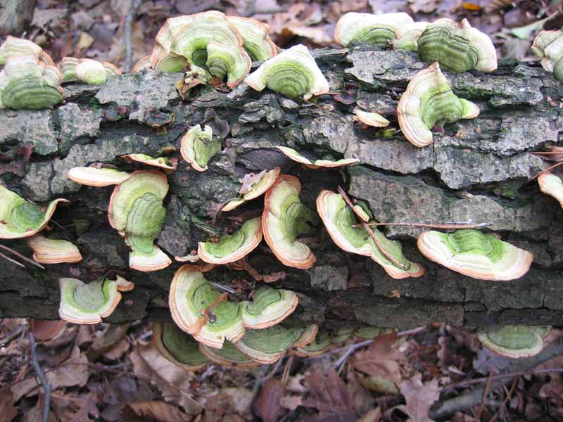 MicoQuiz Funghi Dicembrini (Parte terza)