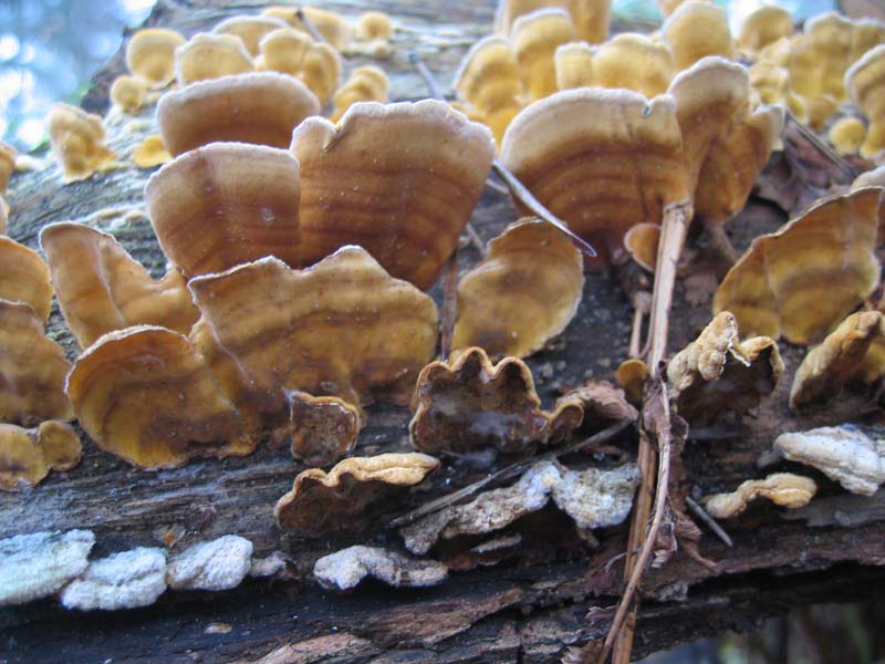 MicoQuiz Funghi Dicembrini (Parte terza)